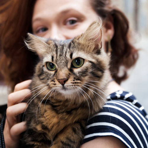 Cat Photography